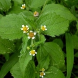 Weed american: kako se boriti